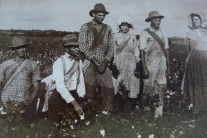 Cotton Picking